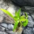 Kép 2/5 - Cattleya (MYC) Rios Little Treasure