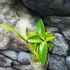 Kép 5/5 - Cattleya (MYC) Rios Little Treasure