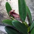Kép 4/6 - Bulbophyllum (pingtungensis x botanoides)