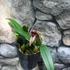 Kép 5/6 - Bulbophyllum (pingtungensis x botanoides)