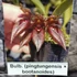 Kép 1/6 - Bulbophyllum (pingtungensis x botanoides)
