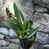 Kép 3/6 - Bulbophyllum (pingtungensis x botanoides)