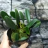 Kép 6/6 - Bulbophyllum (pingtungensis x botanoides)