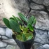 Kép 2/6 - Bulbophyllum (pingtungensis x botanoides)
