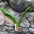 Kép 2/5 - Angeum eburneum