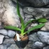 Kép 3/5 - Angeum eburneum