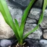 Kép 4/5 - Angeum eburneum