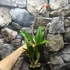 Kép 3/7 - Ryc. Taiwan Firecracker 'Popcorn'
