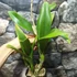Kép 4/7 - Ryc. Taiwan Firecracker 'Popcorn'