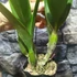 Kép 5/7 - Ryc. Taiwan Firecracker 'Popcorn'