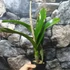 Kép 7/7 - Ryc. Taiwan Firecracker 'Popcorn'