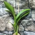 Kép 2/7 - Ryc. Taiwan Firecracker 'Popcorn'