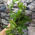 Kép 2/12 - Vanilla Planifolia / Vanília orchidea