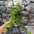 Kép 4/12 - Vanilla Planifolia / Vanília orchidea
