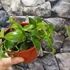 Kép 3/12 - Vanilla Planifolia / Vanília orchidea