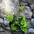Kép 7/12 - Vanilla Planifolia / Vanília orchidea