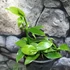 Kép 9/12 - Vanilla Planifolia / Vanília orchidea