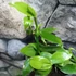 Kép 10/12 - Vanilla Planifolia / Vanília orchidea