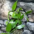 Kép 11/12 - Vanilla Planifolia / Vanília orchidea