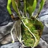 Kép 3/6 - Cattleya Almakee
