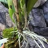 Kép 4/6 - Cattleya Almakee