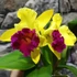 Kép 6/6 - Cattleya Almakee