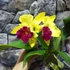 Kép 1/6 - Cattleya Almakee