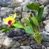 Kép 2/6 - Cattleya Almakee