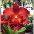 Kép 1/6 - Cattleya "Siam Red"