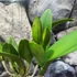 Kép 4/6 - Cattleya "Siam Red"