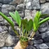 Kép 2/6 - Cattleya "Siam Red"