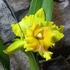 Kép 2/9 - Cattleya "Ploenpit Golden Delight" LEVIRÁGZOTT