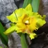 Kép 3/9 - Cattleya "Ploenpit Golden Delight" LEVIRÁGZOTT