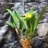 Kép 4/9 - Cattleya "Ploenpit Golden Delight" LEVIRÁGZOTT