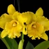 Kép 1/9 - Cattleya "Ploenpit Golden Delight" LEVIRÁGZOTT