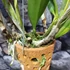 Kép 7/9 - Cattleya "Ploenpit Golden Delight" LEVIRÁGZOTT