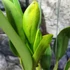 Kép 8/9 - Cattleya "Ploenpit Golden Delight" LEVIRÁGZOTT