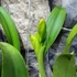 Kép 9/9 - Cattleya "Ploenpit Golden Delight" LEVIRÁGZOTT