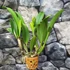 Kép 5/9 - Cattleya "Ploenpit Golden Delight" LEVIRÁGZOTT