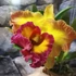 Kép 1/10 - Cattleya "Chomthong Fancy" LEVIRÁGZOTT
