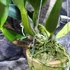 Kép 4/10 - Cattleya "Chomthong Fancy" LEVIRÁGZOTT