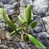 Kép 10/10 - Cattleya "Chomthong Fancy" LEVIRÁGZOTT