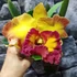 Kép 5/10 - Cattleya "Chomthong Fancy" LEVIRÁGZOTT