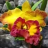 Kép 2/10 - Cattleya "Chomthong Fancy" LEVIRÁGZOTT