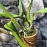 Kép 6/10 - Cattleya "Chomthong Fancy" LEVIRÁGZOTT