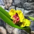 Kép 7/10 - Cattleya "Chomthong Fancy" LEVIRÁGZOTT