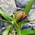 Kép 8/10 - Cattleya "Chomthong Fancy" LEVIRÁGZOTT
