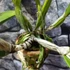 Kép 9/10 - Cattleya "Chomthong Fancy" LEVIRÁGZOTT
