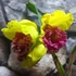 Kép 1/8 - Cattleya "Siam Delight", óriás virágú, LEVIRÁGZOTT
