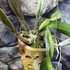 Kép 7/8 - Cattleya "Siam Delight", óriás virágú, LEVIRÁGZOTT